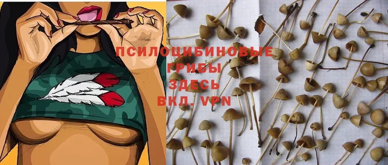 Галлюциногенные грибы Psilocybe  Миньяр 